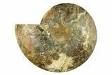 Large, Cut & Polished Ammonite Fossil (Half) - Madagascar #283298-1